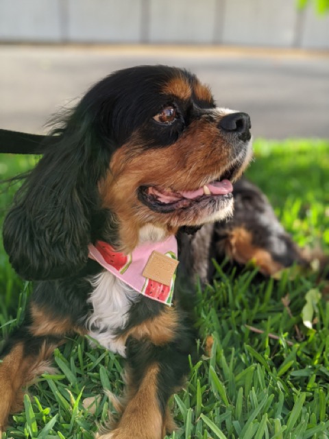 Ruby is our 12-year-old, black and tan Cavalier King Charles Spaniel. She is just the sweetest, gentle girl.