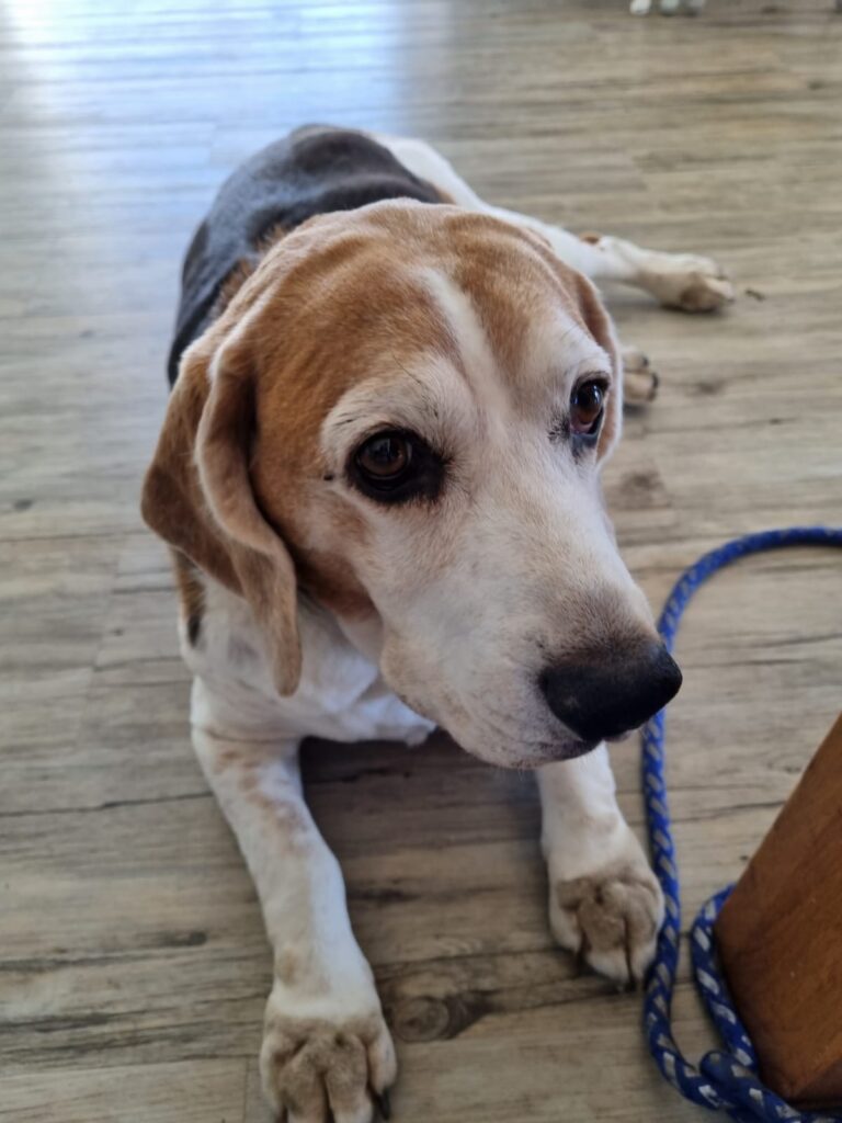 Louie is a 12-year-old Beagle and has been a beloved family pet for over 10 years. He’s a very happy dog, loves people, other dogs and life in general.