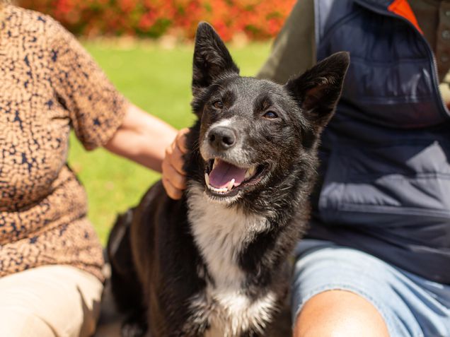 Ryley is our 5-year-old Border Collie x Kelpie. She is friendly, energetic, loyal, obedient, intelligent and inquisitive. She got her name from the country town where she was born – Rylestone.
